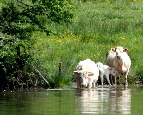 Schilderweek in de Morvan 22