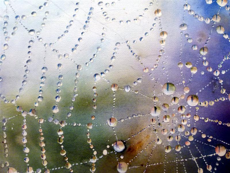 Spiderweb with dew